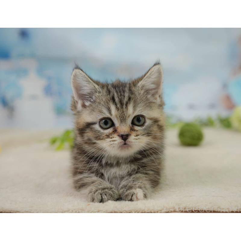 販売中の千葉県のミヌエット-138653