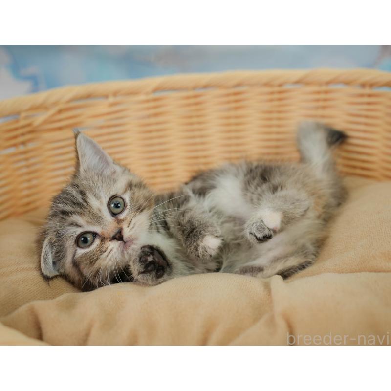 販売中の千葉県のミヌエット-138653の3枚目