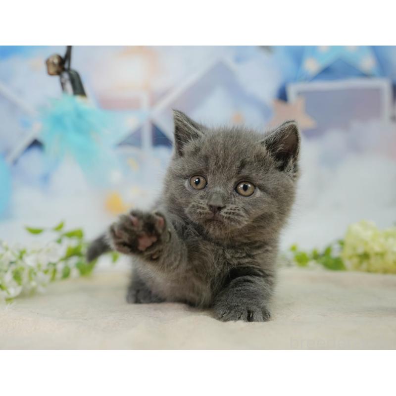 販売中の千葉県のマンチカン-138651の9枚目