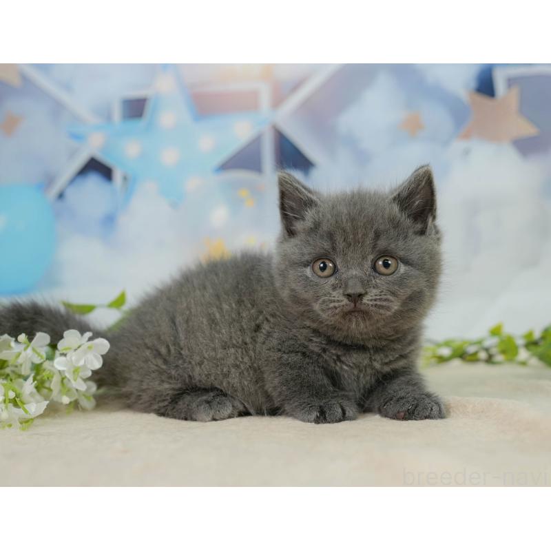 販売中の千葉県のマンチカン-138651の7枚目