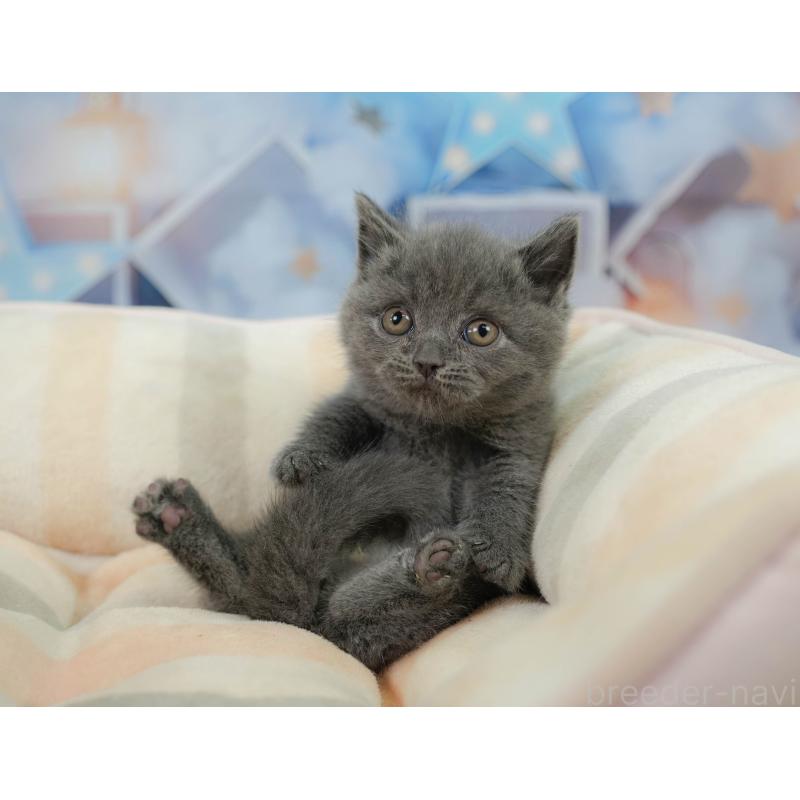 販売中の千葉県のマンチカン-138651の3枚目