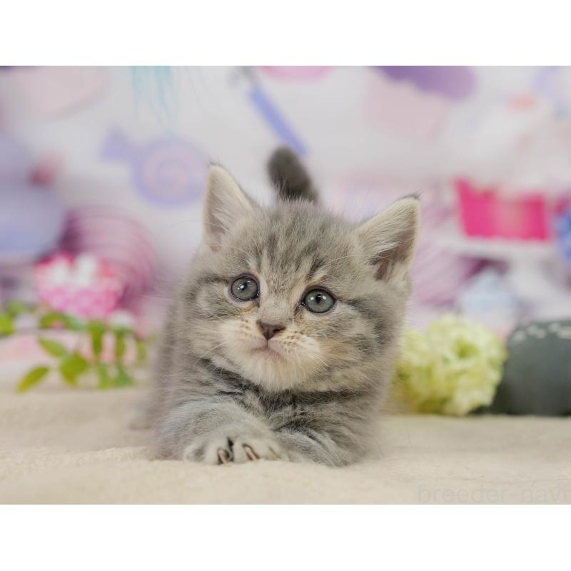 販売中の千葉県のマンチカン-138649の7枚目