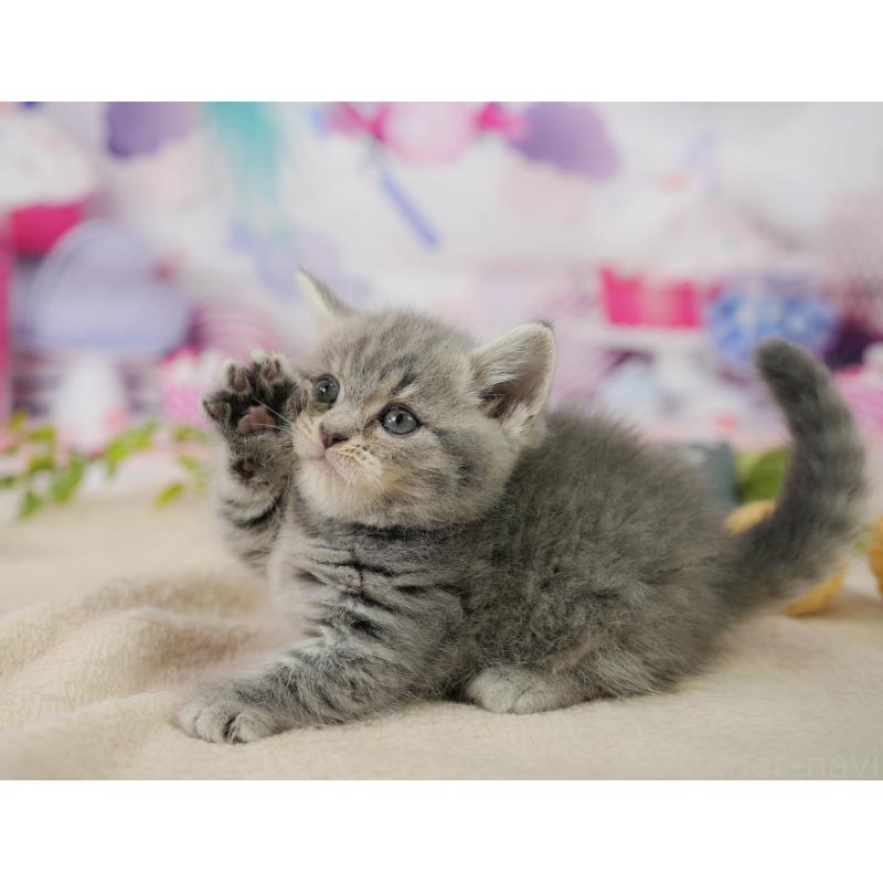 販売中の千葉県のマンチカン-138649の6枚目