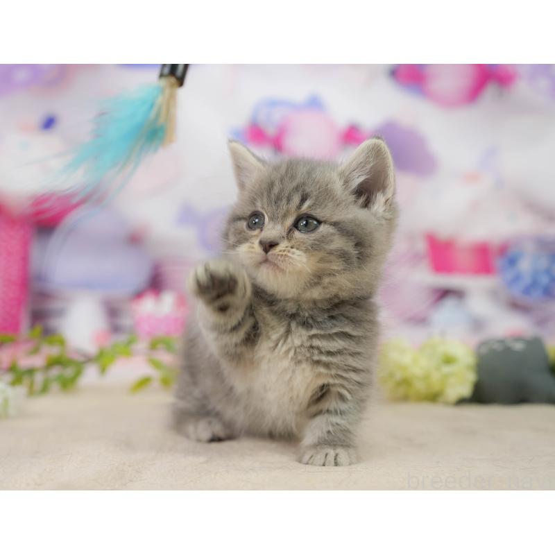 販売中の千葉県のマンチカン-138649の5枚目