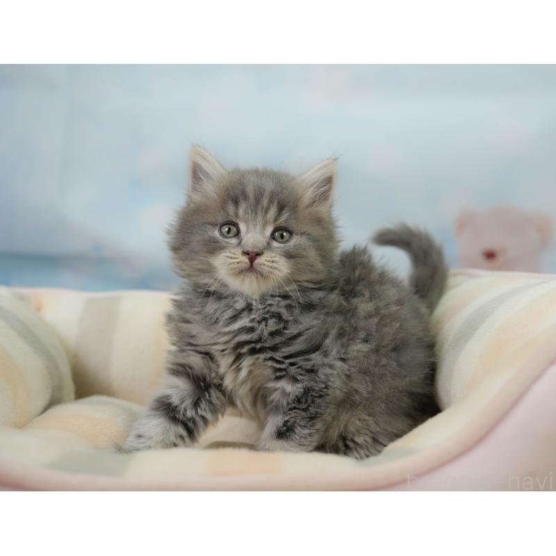 販売中の千葉県のマンチカン-138646