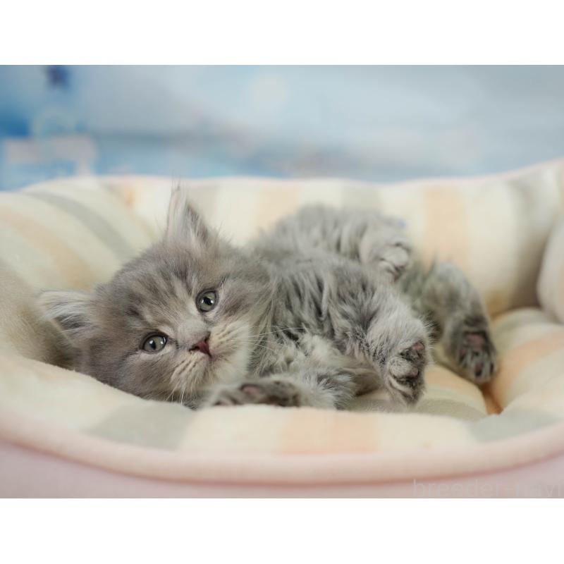 販売中の千葉県のマンチカン-138646の9枚目