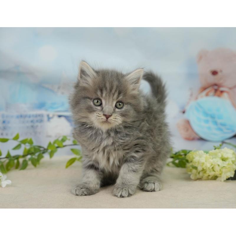 販売中の千葉県のマンチカン-138646の6枚目