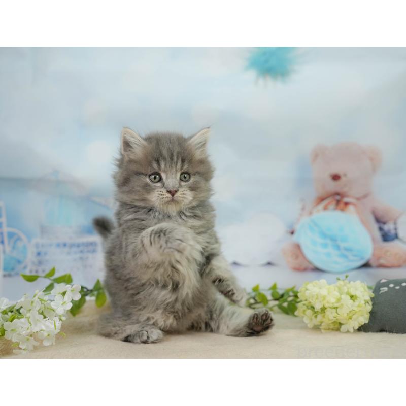 販売中の千葉県のマンチカン-138646の4枚目