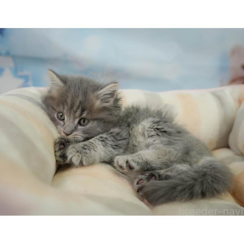 販売中の千葉県のマンチカン-138646の3枚目