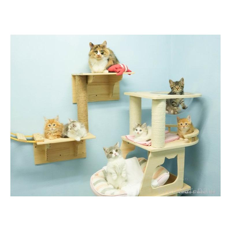 販売中の千葉県のマンチカン-138646の2枚目