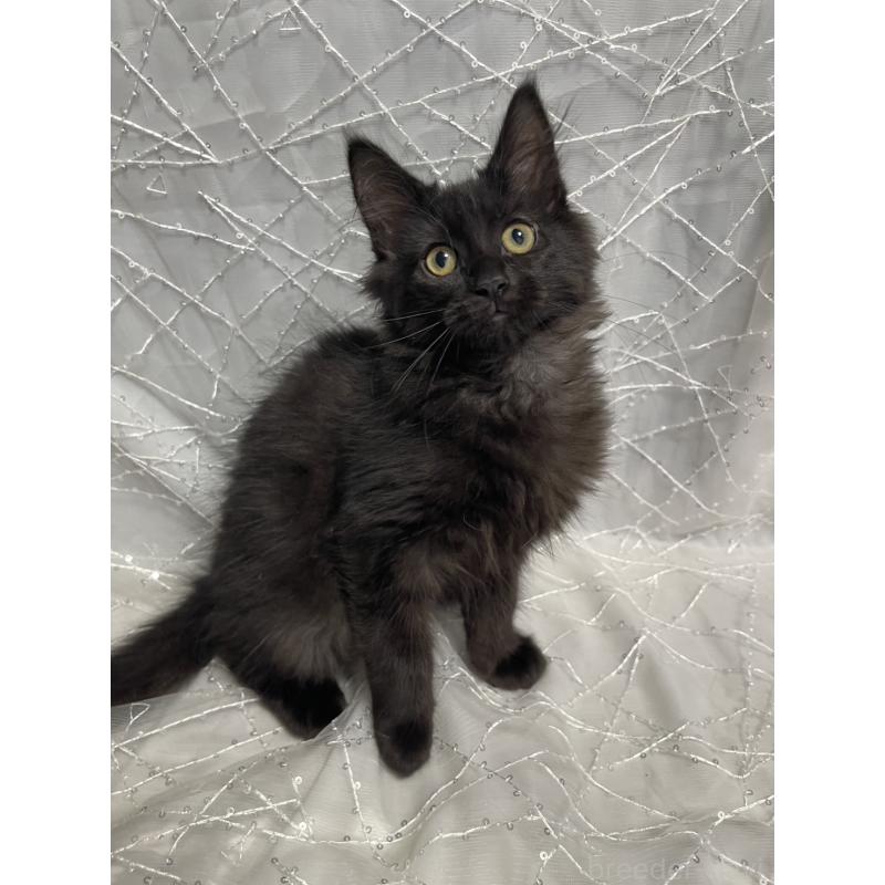 販売中の東京都のメインクーン-138548の6枚目