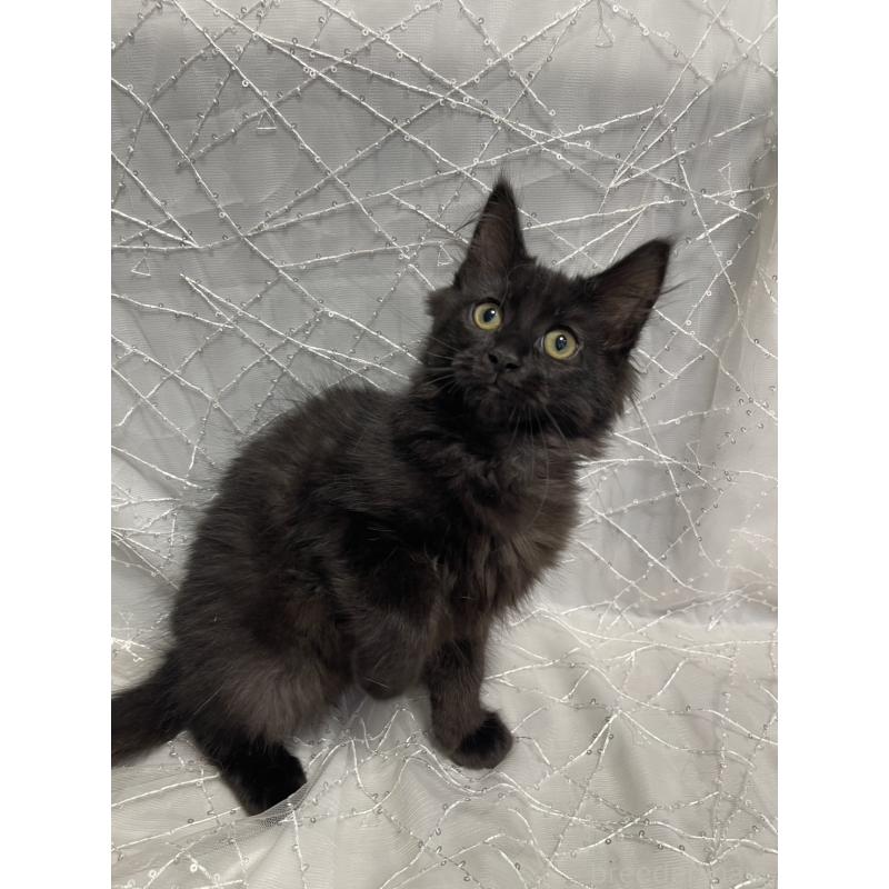 販売中の東京都のメインクーン-138548の5枚目