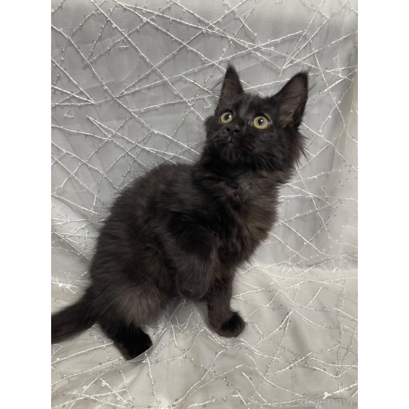 販売中の東京都のメインクーン-138548の4枚目