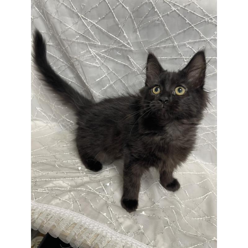 販売中の東京都のメインクーン-138548の3枚目