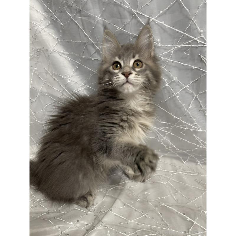 販売中の東京都のメインクーン-138549の6枚目