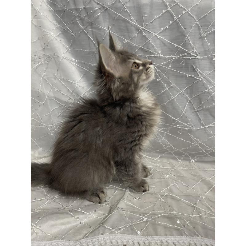 販売中の東京都のメインクーン-138549の5枚目