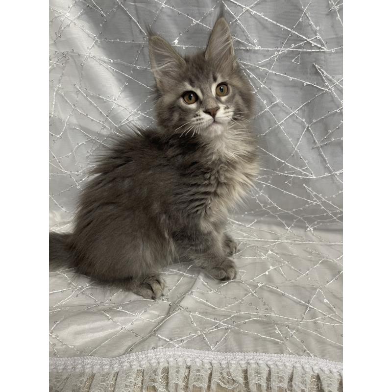 販売中の東京都のメインクーン-138549の4枚目