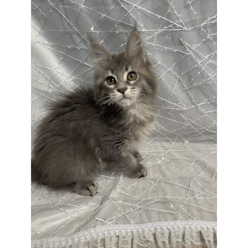 販売中の東京都のメインクーン-138549の3枚目