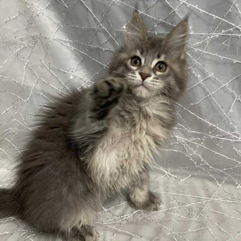 販売中の東京都のメインクーン-138549