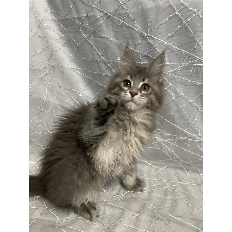 販売中の東京都のメインクーン-138549の2枚目