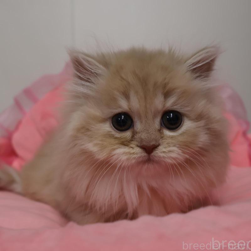 販売中の東京都のスコティッシュフォールド-138550の1枚目