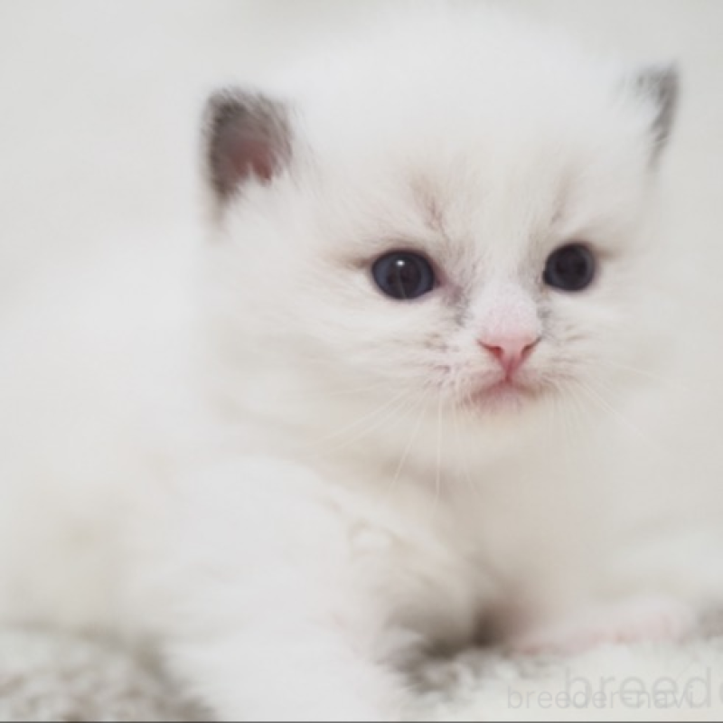 販売中の埼玉県のラグドール-138551の4枚目