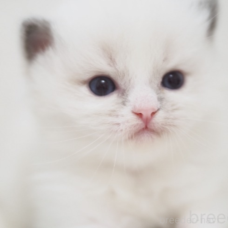 販売中の埼玉県のラグドール-138551の3枚目