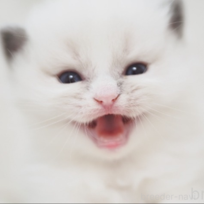 販売中の埼玉県のラグドール-138551の2枚目