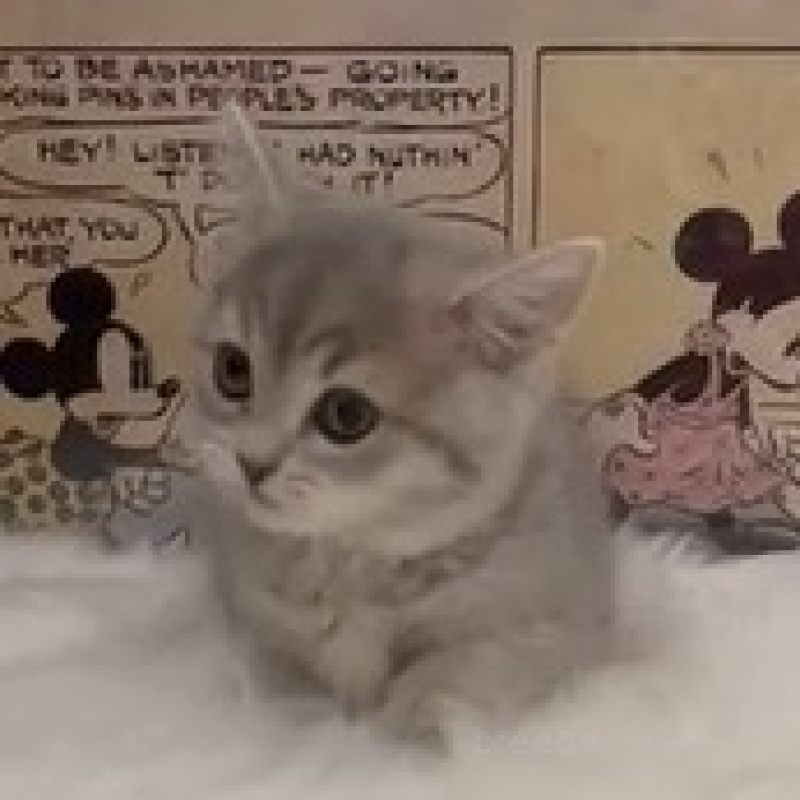 販売中の愛知県のミヌエット(短足)-138552の2枚目