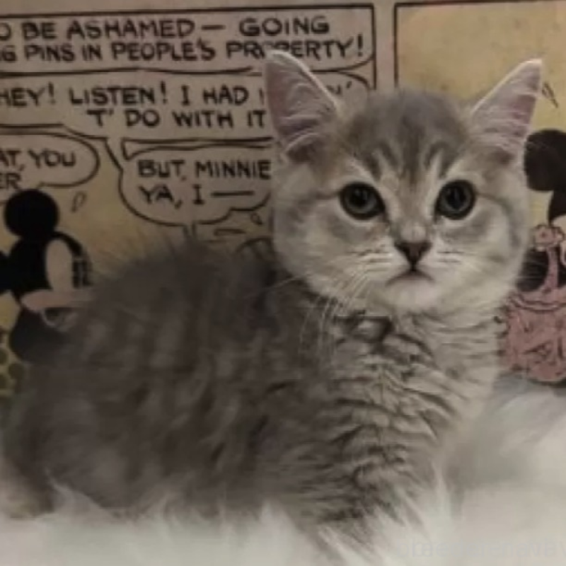 販売中の愛知県のミヌエット(短足)-138552