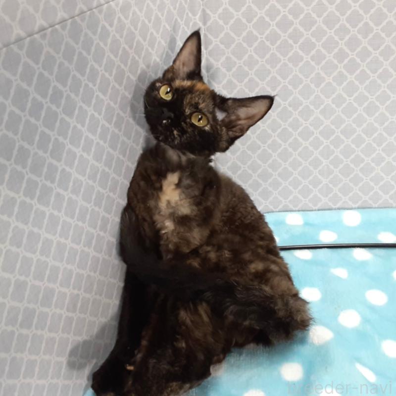 販売中の岐阜県のデボンレックス-138556の5枚目