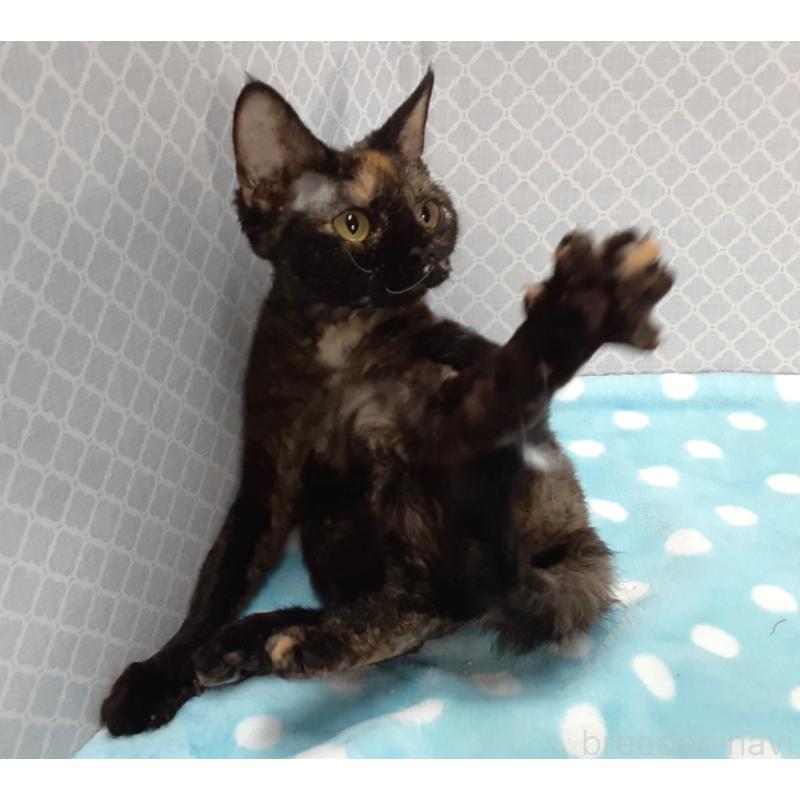 販売中の岐阜県のデボンレックス-138556の4枚目