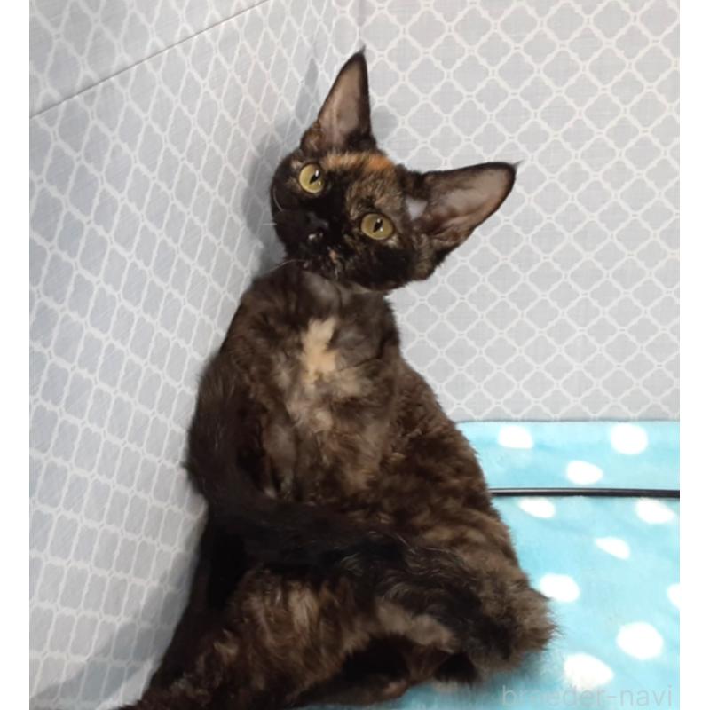 販売中の岐阜県のデボンレックス-138556の3枚目