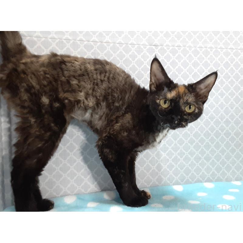 販売中の岐阜県のデボンレックス-138556の2枚目