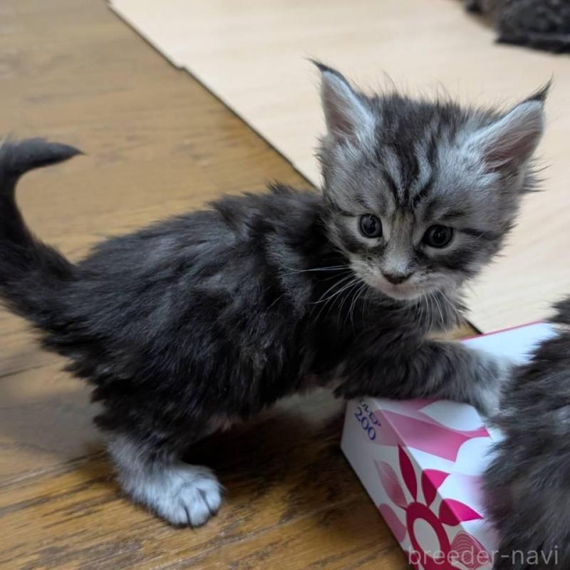 販売中の岡山県のメインクーン-138554の9枚目