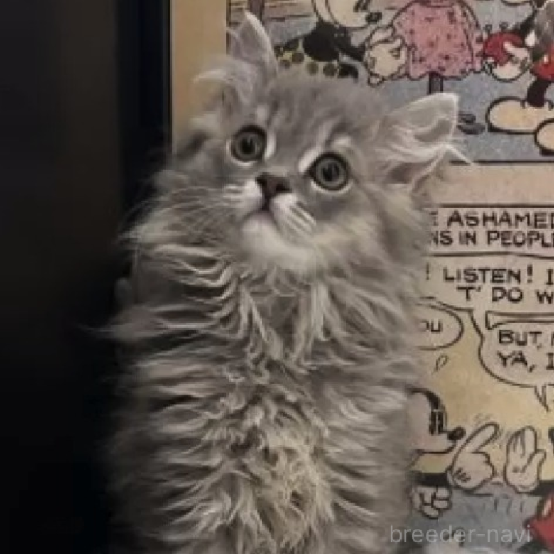 販売中の愛知県のミヌエット-138553の2枚目