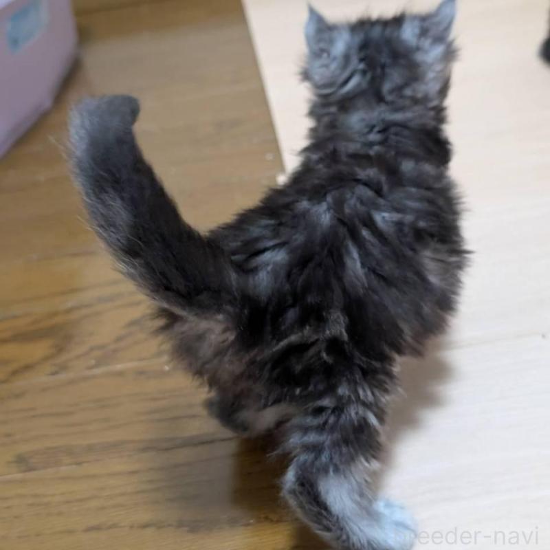 販売中の岡山県のメインクーン-138554の8枚目