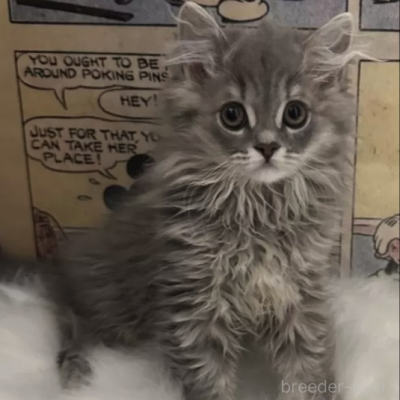 販売中の愛知県のミヌエット-138553の1枚目