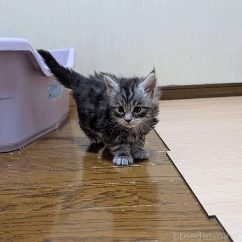 販売中の岡山県のメインクーン-138554の7枚目