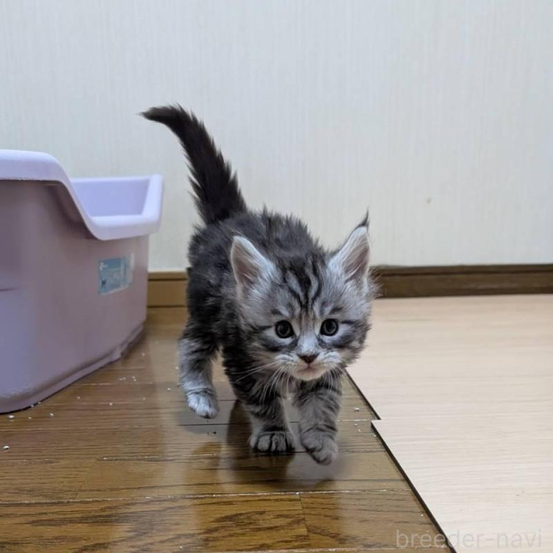 販売中の岡山県のメインクーン-138554の6枚目