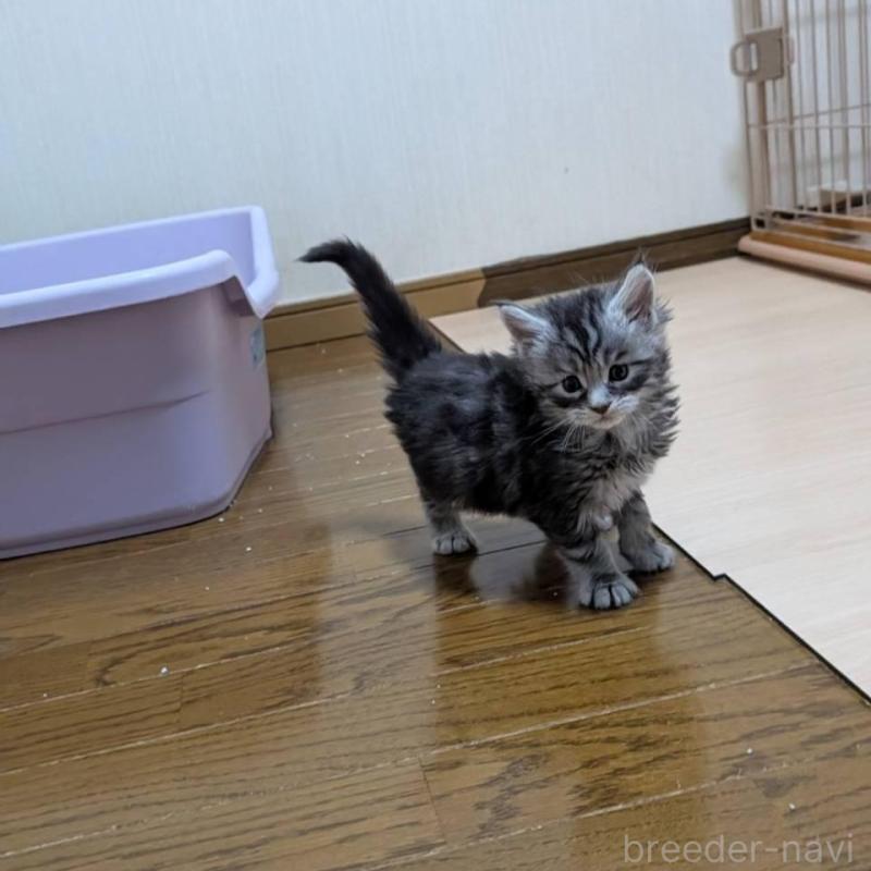 販売中の岡山県のメインクーン-138554の5枚目