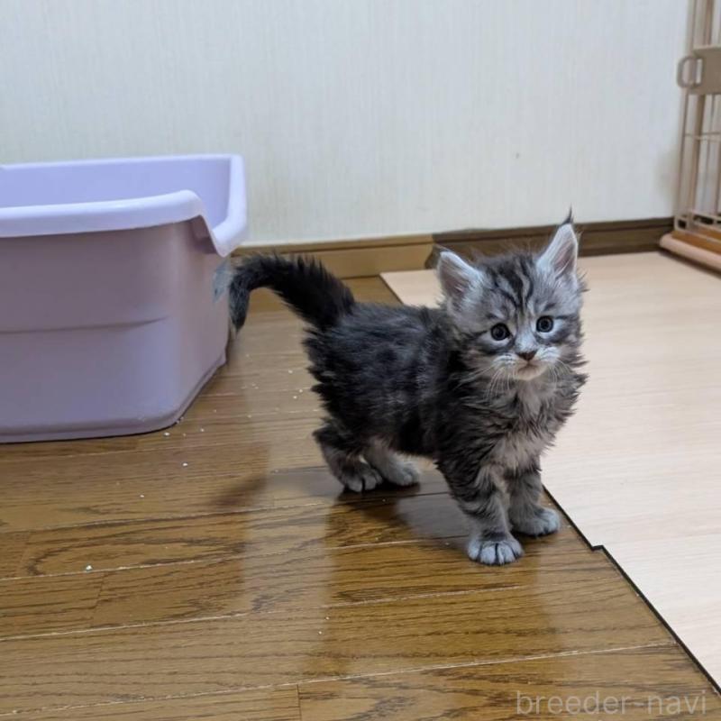 販売中の岡山県のメインクーン-138554の4枚目