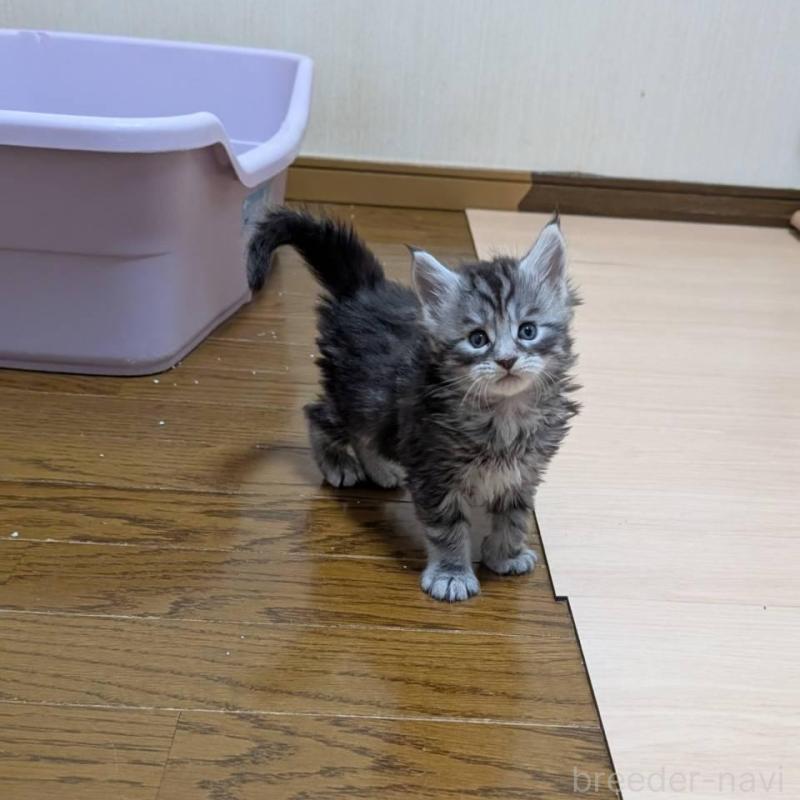 販売中の岡山県のメインクーン-138554の3枚目