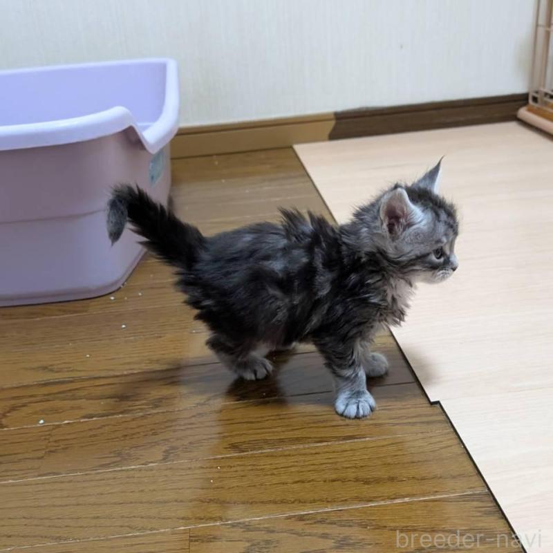 販売中の岡山県のメインクーン-138554の2枚目