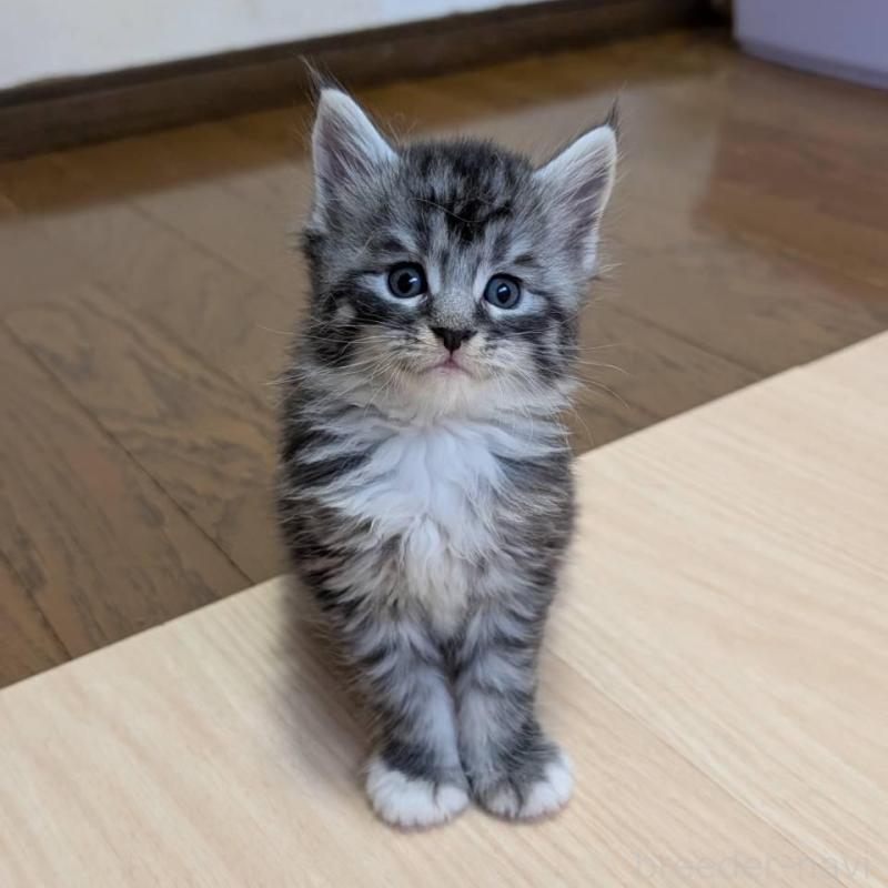 販売中の岡山県のメインクーン-138555