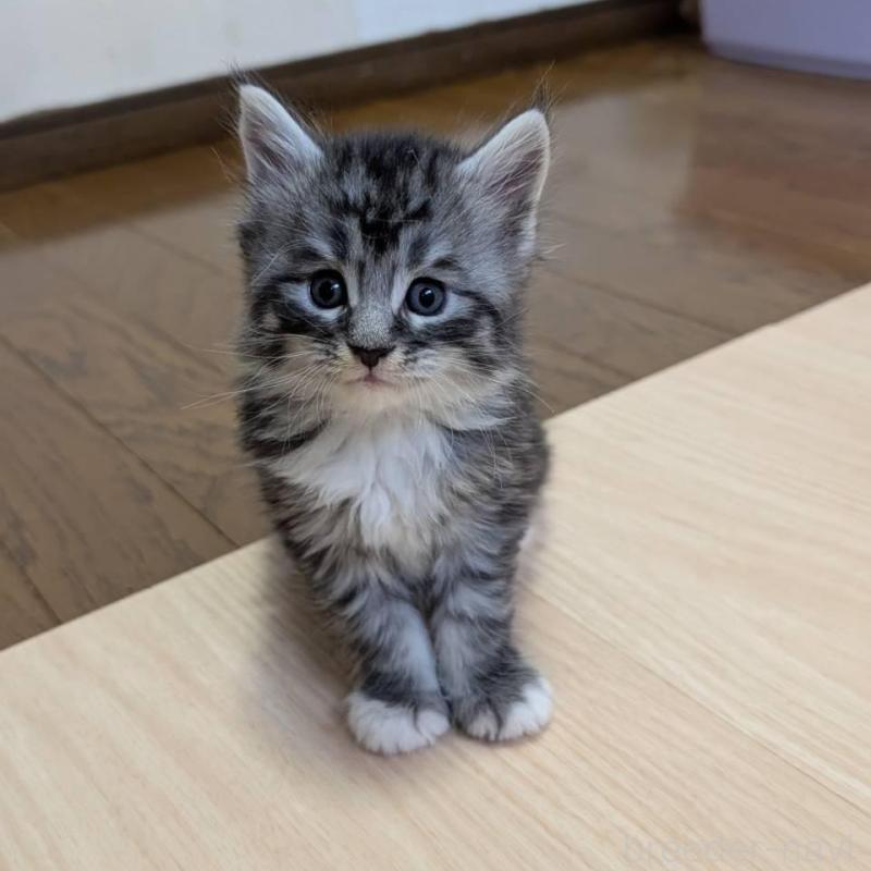 販売中の岡山県のメインクーン-138555の5枚目