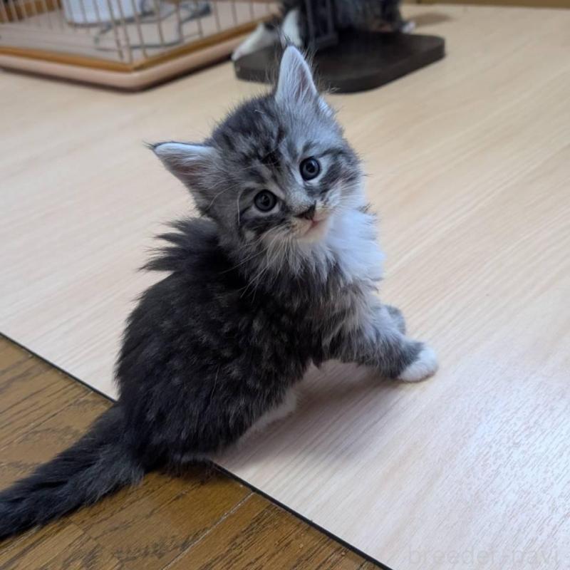 販売中の岡山県のメインクーン-138555の4枚目