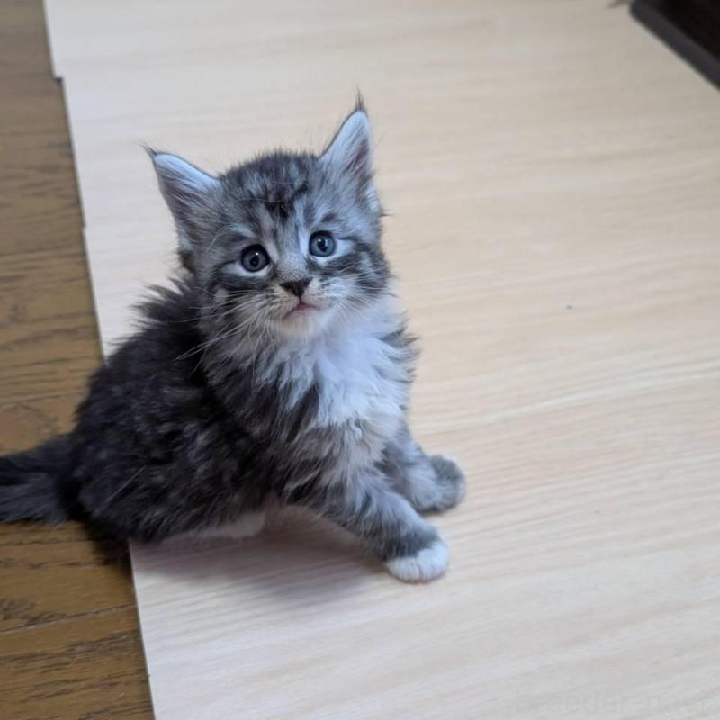 販売中の岡山県のメインクーン-138555の3枚目