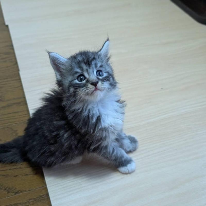 販売中の岡山県のメインクーン-138555の2枚目