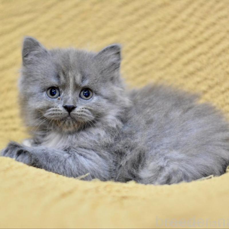 販売中の愛知県のミックス-138557の8枚目